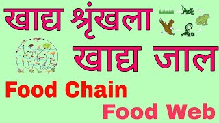 food chain and food web  Food chain in Hindi  khadya shrinkhala  food web in hindi  khadya jaal [upl. by Ezri782]