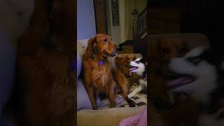 Golden Retriever Sasha howling [upl. by Zendah]