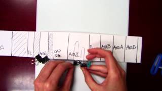 Arabinose operon [upl. by Pembrook]