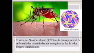 Virus del Nilo Occidental [upl. by Anegue358]