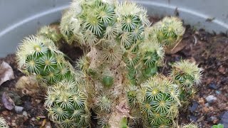 lady finger cactus mammillaria elongatacare and propagation [upl. by Bigot860]