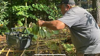 Harvesting My Cushaw Squash amp Prepping For Fall Gardening [upl. by Anitnelav]