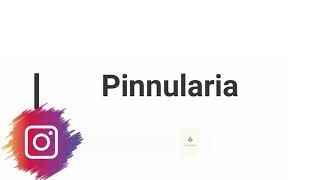 Pinnularia  Taxonomic Position  Characteristics Features BacillariophytaBScBotanyPak Botanist [upl. by Dav]