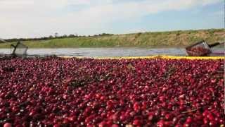 Cranberries La Cosecha Rosa [upl. by Ewnihc]