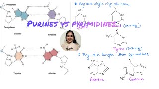 Understand the differences between Purines and Pyrimidinesmcatprep apbio neet2024 [upl. by Gillian]