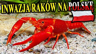 Inwazja Obcych i Zmutowanych RAKÓW Na Polskę [upl. by Marissa279]