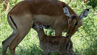 Up and Running in a Few Minutes  A Baby Impalas Start of Life [upl. by Harrus]