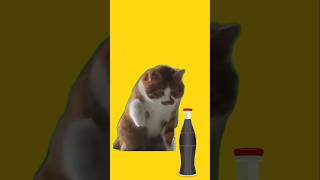 🥤🐈How to dumb cat drink coke [upl. by Basir287]