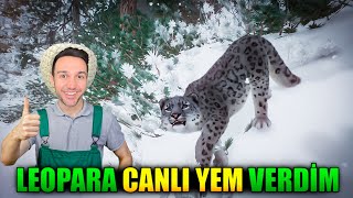 Asya Leoparına CANLI YEM Verdim  Planet Zoo Türkçe 3 [upl. by Izy77]