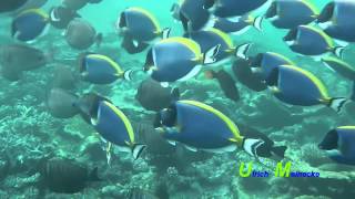 MaldivesSurgeonfish PowderblueSailfinDoktorfische WeißkehlSegelflossen [upl. by Nitsirhc]