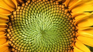 The MindBlowing Mathematics of Sunflowers  Instant Egghead 59 [upl. by Asilegna157]