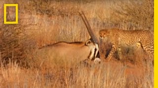 Cheetahs vs Gemsbok  National Geographic [upl. by Adekram]