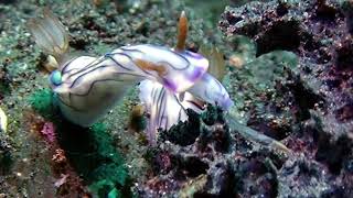 Hypselodoris Zephyra Eats Lunch [upl. by Bartlet]