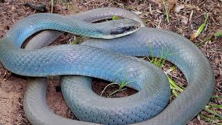 Interesting facts about Blue racer by weird square [upl. by Cantone]