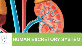 Human Excretory System [upl. by Eiraminot]