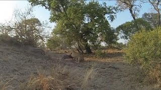 The Kill  Lions vs Warthogs  Jackalberry Lodge Thornybush Game Reserve [upl. by Eddie]