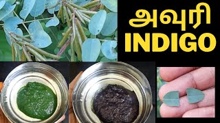 அவுரி செடி இலை பூ காய் கண்டுபிடிக்கIndigo plant original  Avuri  natural hair dye plant [upl. by Nawat]