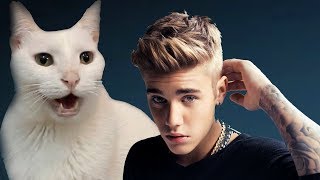 Justin Bieber  All That Matters  Cats Cover [upl. by Souvaine]