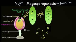 Megasporogenesis  Sexual reproduction in flowering plants  Biology  Khan Academy [upl. by Attenauq]