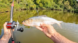 4 Hours of RAW and UNCUT Kayak Catfishing on the Tennessee River [upl. by Aicile]