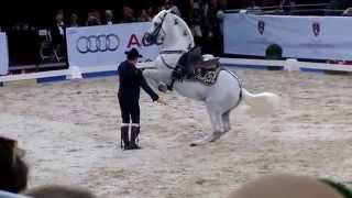 Lipizzan  Airs above the ground  Lipizzaner  Schulen über der Erde [upl. by Karim]