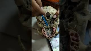 NORMA BASALIS ANTERIOR PART SKULL ANATOMY MODEL [upl. by Settera]