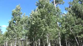 Quaking Aspen quaking [upl. by Galvan321]