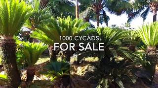 1000 Cycads [upl. by Melodie]