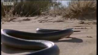 How snakes move amp run  Serpent  BBC Animals [upl. by Odoric956]