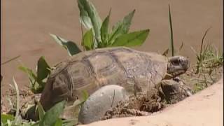 Les petites créatures du désert  documentaire animalier [upl. by Rollo]