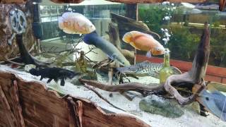 Black gar arapaima leptosoma crenicichla feeding time [upl. by Alleon671]