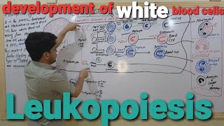 Leukopoiesis Development of white blood cell in Urdu by yahya Khan Barsat [upl. by Plank]