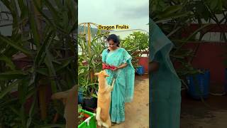 డ్రాగన్ ఫ్రూట్స్ garden plants fruits MADGARDENER [upl. by Mello28]