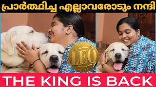 തിരുമ്പി വന്തിട്ടെന്ന് സൊല്ലടാ  Leo is back labradorretriever dogvideo leo petvlogsmalayalam [upl. by Nalod]