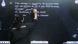 What substance is secreted by the proximaltubule cells and prevents the pH of urine from becomi [upl. by Alderson]