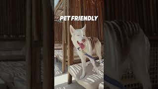 Descubre alofthotels petfriendly diseño moderno muy cool ¡Nos encantó alofthotels short [upl. by Bethel]