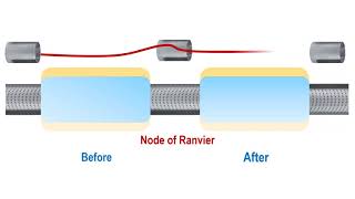 Node of Ranvier The Second Function [upl. by Osnofedli956]