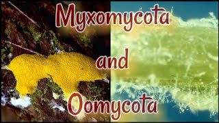 Myxomycota and Oomycota  Mycology  Lecture  Somatic structure  life cycle  reproduction [upl. by Aissert749]