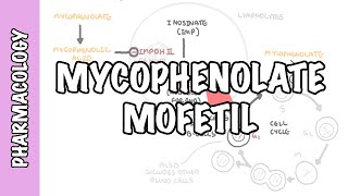 Mycophenolic Acid  Mycophenolate organ transplant and DMARD  mechanism of action side effects [upl. by Fougere231]