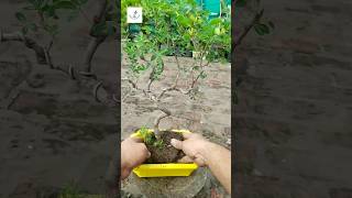 Repotting jangal jalebi bonsai Pithecellobium dulce [upl. by Fanchet]