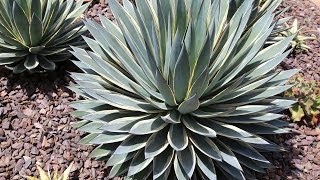 Variegated Agaves in Hybridizer Kelly Griffins Garden [upl. by Stuckey991]