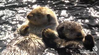 Sea Otters Milo and Tanu Holding Paws [upl. by Anatak575]