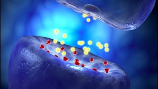 Neural Conduction Action Potential and Synaptic Transmission [upl. by Yablon364]