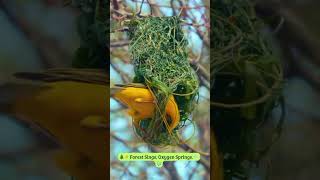 Nature Architects at Home 🏡🕊️ weavers birds nest birdnest nature nestmaking shorts [upl. by Legir647]