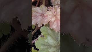 Best Heuchera Varieties plants gardening shorts [upl. by Milks]