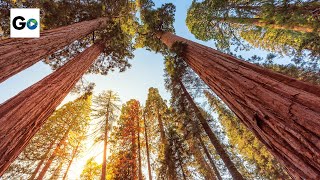 Sequoia amp Kings Canyon National Parks [upl. by Nahsab]