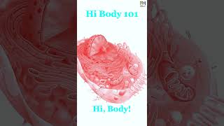 E00 Hi Body 101 Tutorial Cartoon Animation HiBody101 Histology amp Biology of Human Organ System [upl. by Beore]