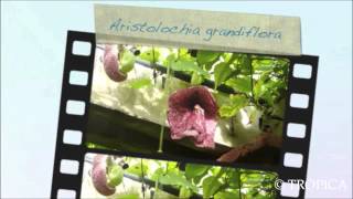 Aristolochia grandiflora 12937 [upl. by Trumann]