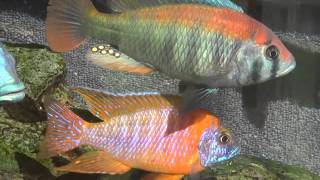 African Cichlids In Full Sunlight Amazing Color [upl. by Celio]