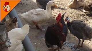 Small Hoarse Rooster Crowing  Funny Rooster Voice [upl. by Ahseela]